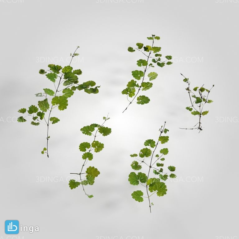 گیاهان طبیعی باغ