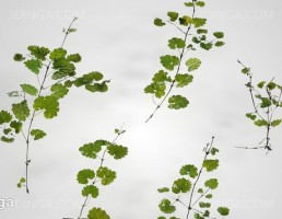 گیاهان طبیعی باغ