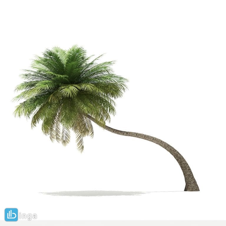 درخت نخل خمیده