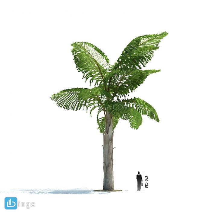 درخت نخل مناطق گرمسیری