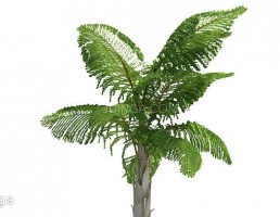 درخت نخل مناطق گرمسیری