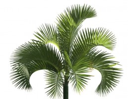 درخت کاج