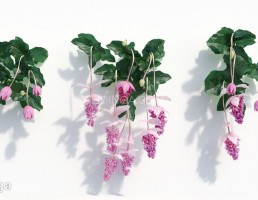 گیاه ارکیده سبز