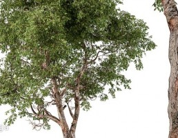 درخت افرا