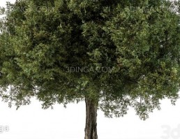 درخت افرا
