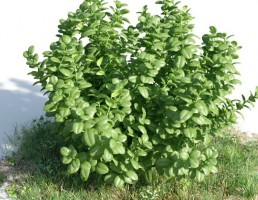 درخت Ficus microcarpa