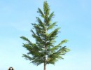 درخت Picea