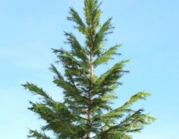درخت Picea