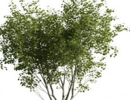 درخت بهاری