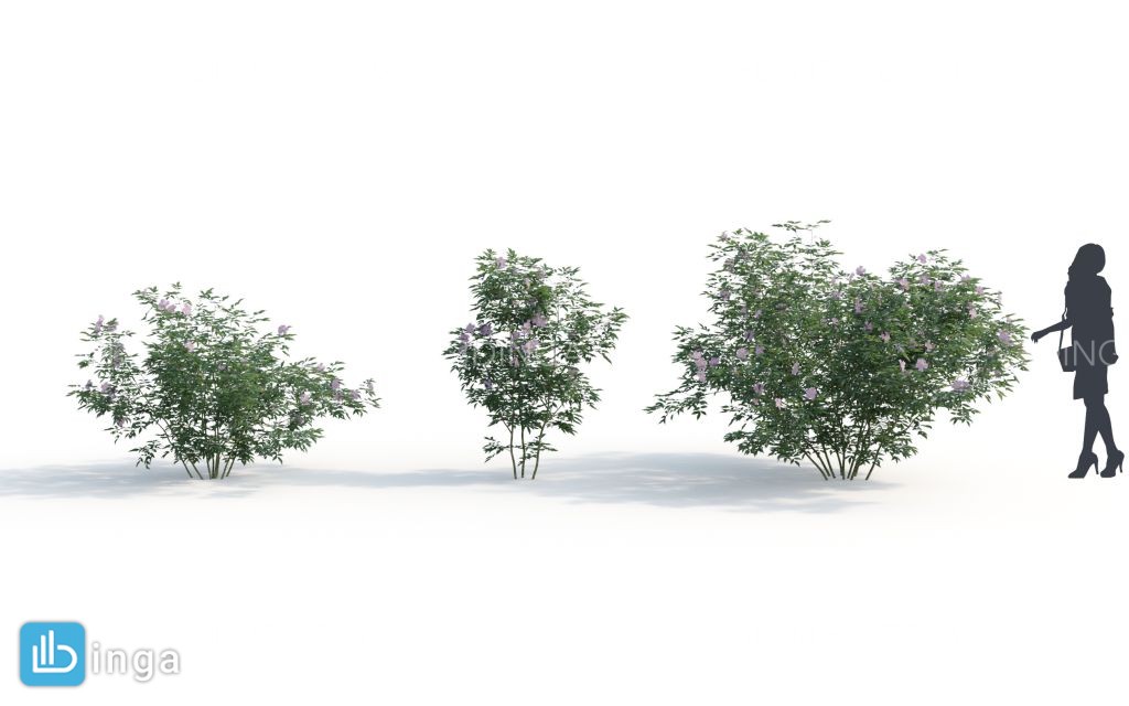 بوته گیاهان طبیعی
