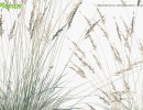 بوته گیاهان طبیعی