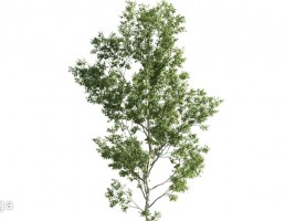 درخت صنوبر