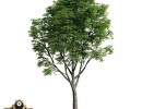 درخت Tilia