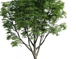 درخت Tilia