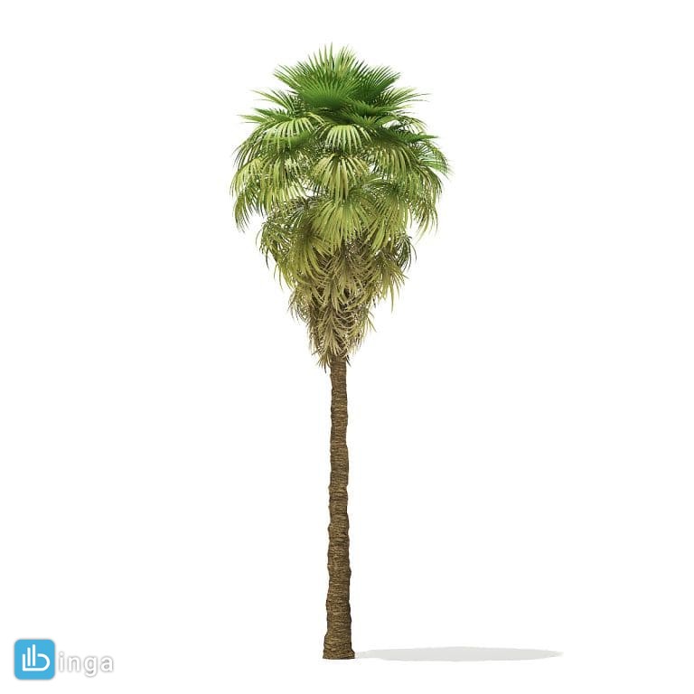 درخت نخل