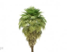 درخت نخل