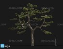 درخت Pinus thunbergii