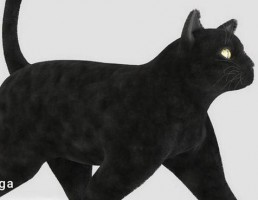 گربه سیاه