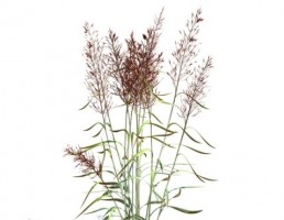 بوته + گیاه بهاری