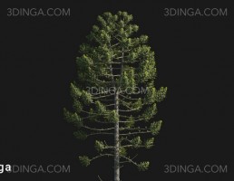 درخت Araucaria angustifolia