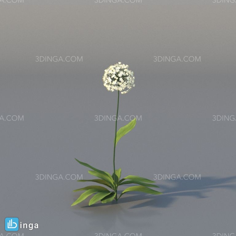 گل اروپایی و آمریکای شمالی