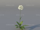 گل اروپایی و آمریکای شمالی