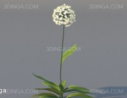 گل اروپایی و آمریکای شمالی