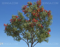 درختان مختص استرالیا و اقیانوسیه