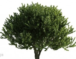 درخت بلوط