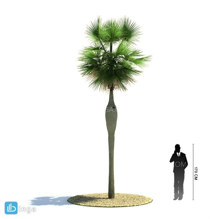 درخت نخل مناطق گرمسیری