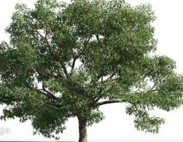 انواع درختان باغی