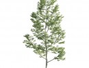 درخت صنوبر