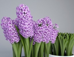 گلدان + گل یاس