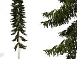 درخت‎ صنوبر