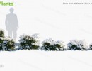 درختچه ها در فصل زمستان