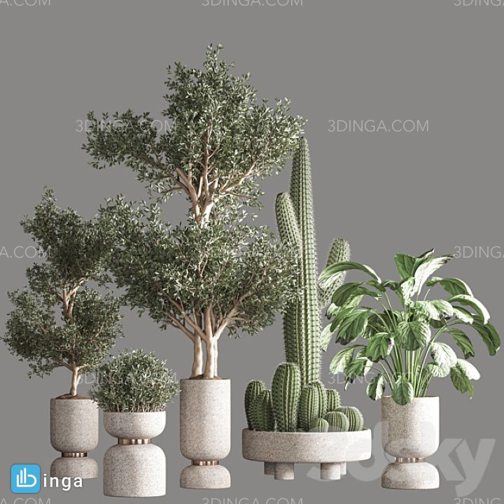مجموعه گیاهان در گلدان