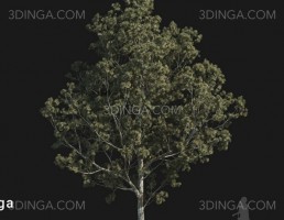 درخت Pinus bungeana