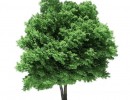 درخت افرا