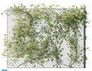 گیاه پیچک روی حصار